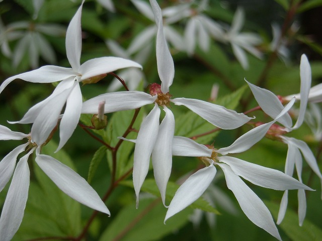 細長く伸びる5枚の細い白い花びら