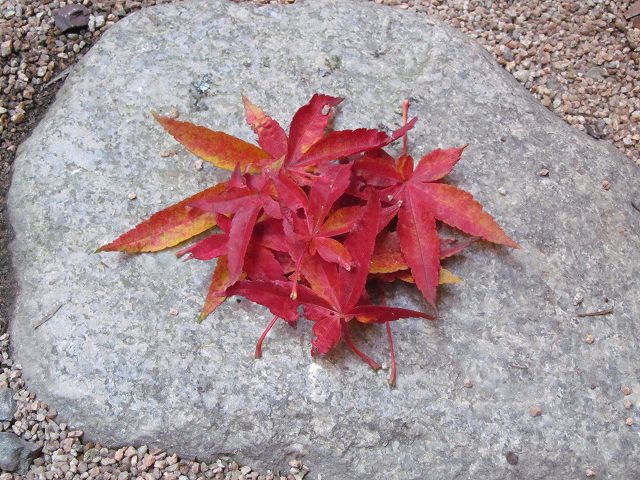 中庭の紅葉した落ち葉