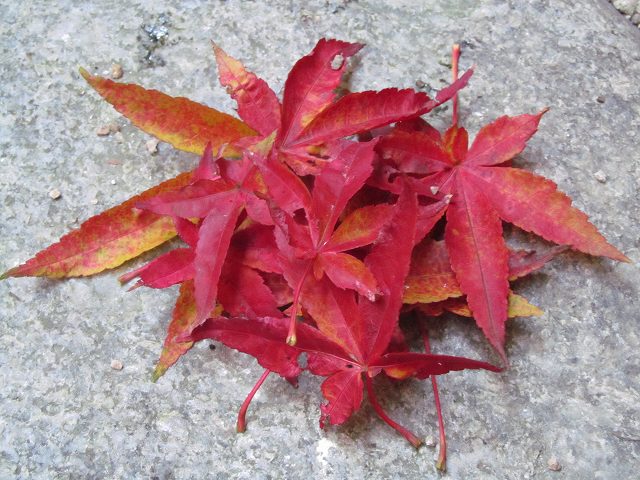 中庭の紅葉した落ち葉